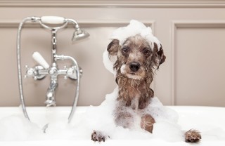 Bagno al cane Bagno al cane