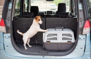 trasportino cani trasportino cani