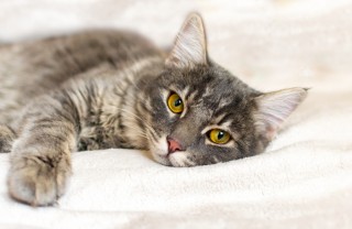 gatto febbre