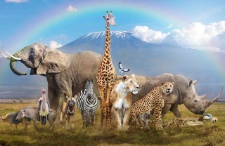 Giornata mondiale degli animali Giornata mondiale degli animali