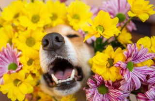 allergie dei cani