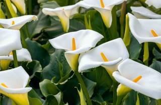 calla