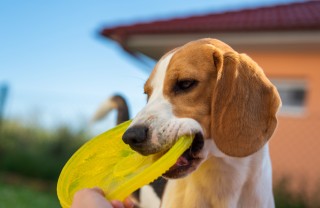 Frisbee