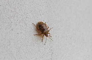 cimici asiatiche cimici asiatiche