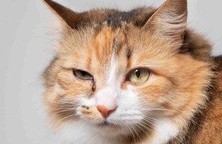 Gatto con occhio chiuso