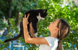 Gatto smarrito
