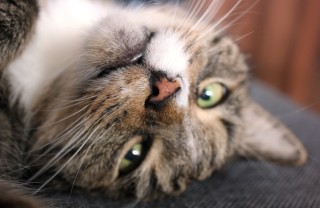 Nasino del gatto