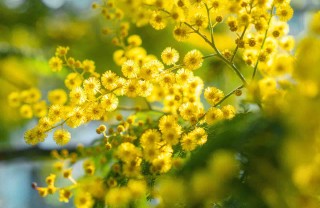 fiori a grappolo