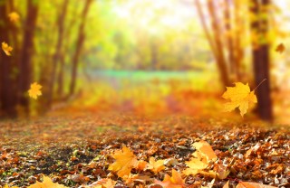 foglie autunnali frasi