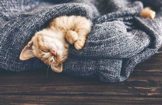 Gatti in inverno