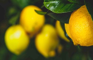 pianta di limone