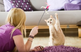 Gatto domestico