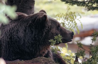animali fuori pericolo