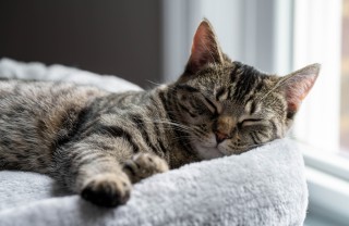 Gatto