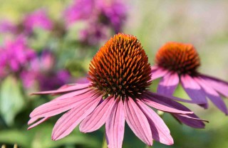 Echinacea