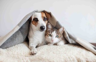 Gatti e botti di Capodanno