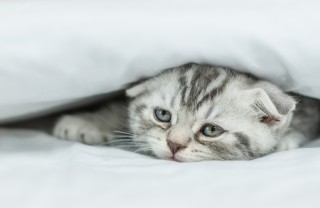 depressione nei gatti