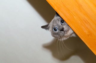 gatto domestico