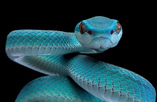 sognare un serpente