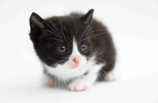 fusa dei gatti fusa dei gatti