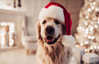 Cane a Natale
