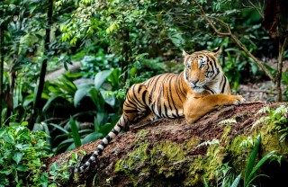 Borneo Malese Borneo Malese