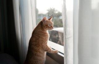 gatto felice gatto felice