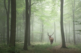 osservare animali bosco