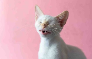 Gatto che starnutisce