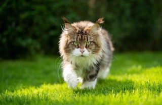 Maine Coon Maine Coon