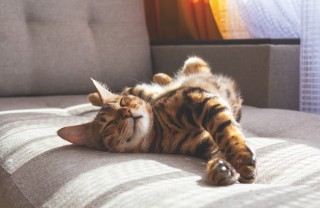 vita da gatto vita da gatto