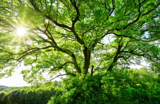 alberi