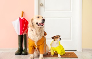 Vestiti per cane Vestiti per cane