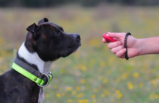 addestramento cane addestramento cane