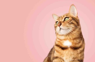 Fino a che età crescono i gatti?