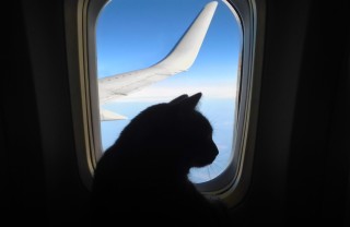 viaggiare con gatto
