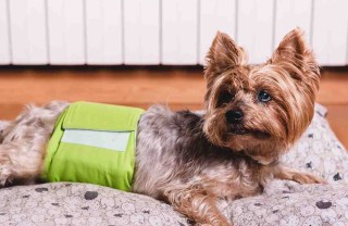 pannolini per i cani
