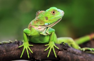 Iguana Iguana
