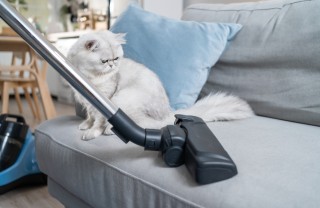 Pulire casa con animali