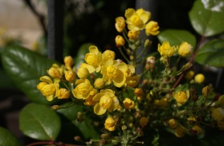 berberina