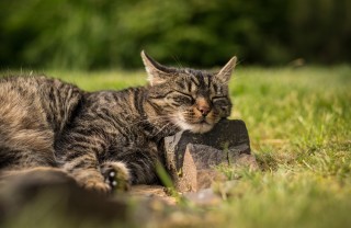gatto