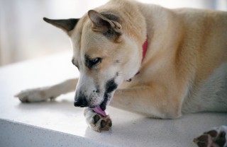 Cane lecca zampe
