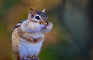 chipmunk