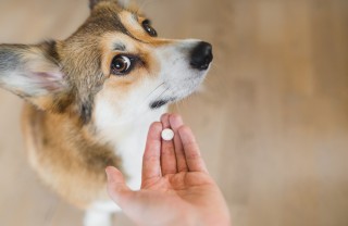 Farmaci per il cane
