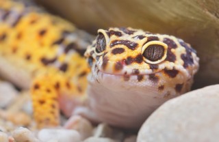 gechi leopardini