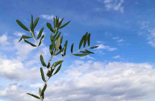 Domenica delle Palme Domenica delle Palme