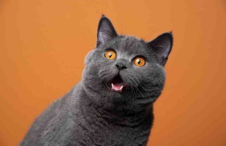 feromoni per gatti