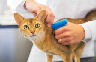 Microchip nei gatti
