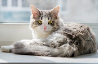 gatto