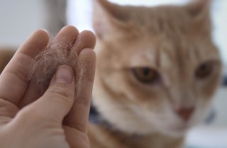 Forfora nel gatto